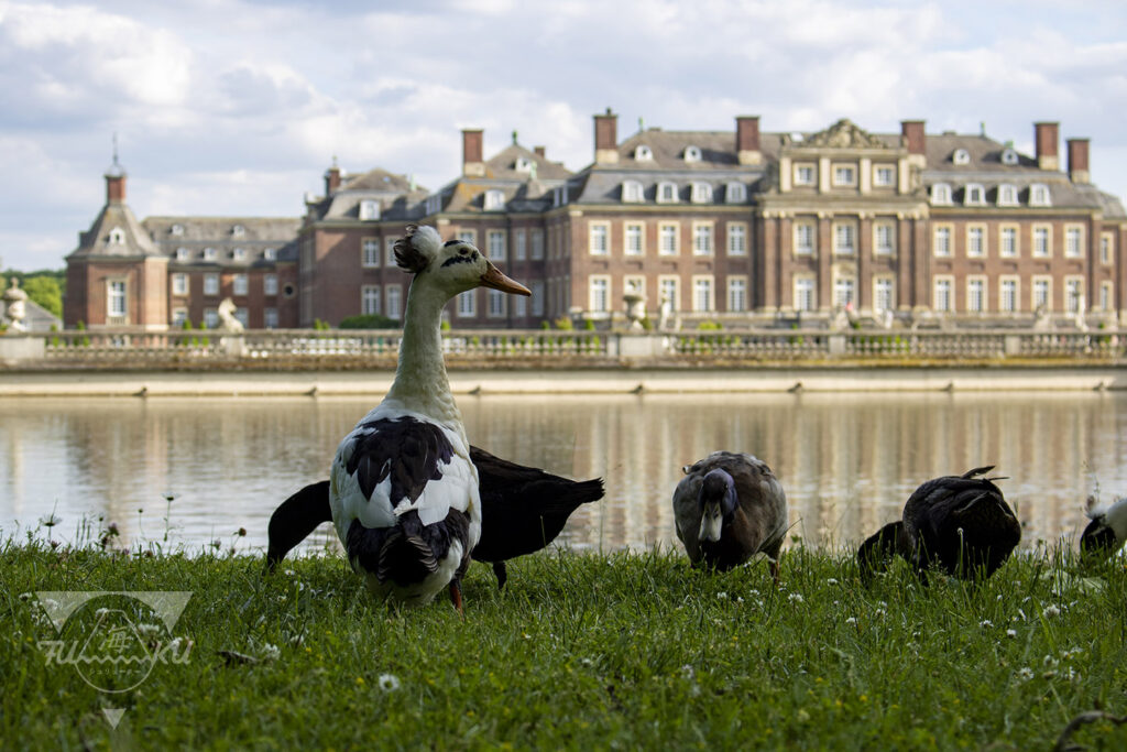 Das Schloss Nordkirchen aus einer Perspektive von der anderen Seite des Sees. Im Vordergrund tierische Lebewesen. © Fotografie von Kai Schlüter